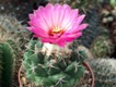 Coryphantha_elephantidens